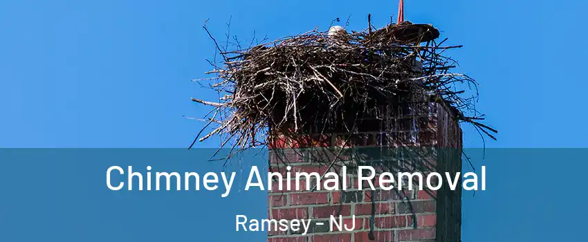  Chimney Animal Removal Ramsey - NJ