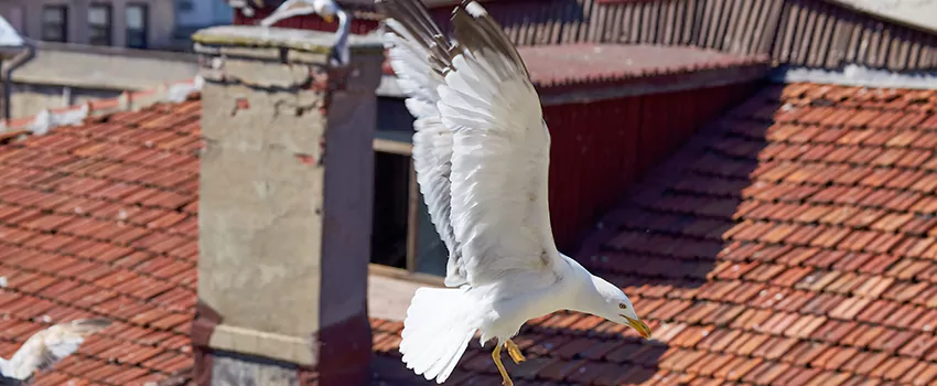 Residential Chimney Animal Removal Solution in Ramsey, NJ